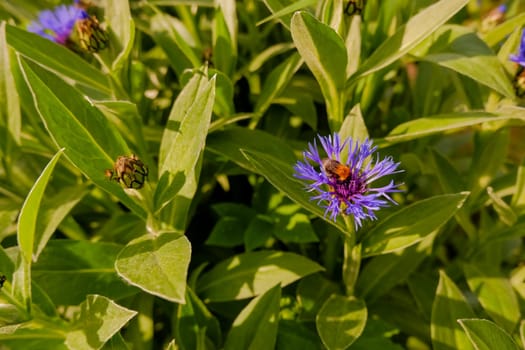Summer landscape with wildflowers cornflowers in the rays of the sun