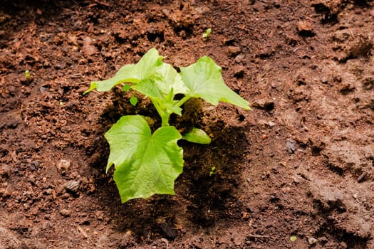 A young 1st cucumber bush grows in the garden. Transplanting cucumber seedlings into open ground. Growing cucumbers in the garden.