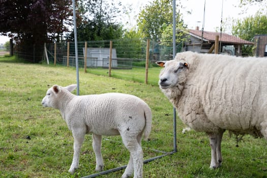a fat white sheep with thick white wool on green grass with small lambs, a four-legged farm animal that chews its cud, the concept of ecological livestock grazing on natural forages,High quality photo