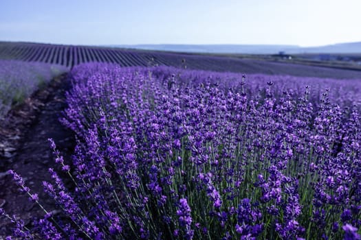 Lavender flower blooming scented fields in endless rows. Selective focus on Bushes of lavender purple aromatic flowers at lavender field. Abstract blur for background.