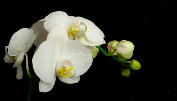 Flowers of white orchid with buds on black background