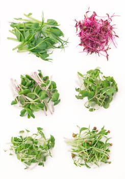 the cultivation of microgreens - red amaranth, mustard, arugula, peas, cilantro on a white