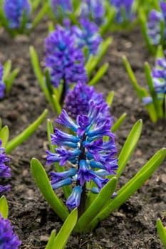 First spring flowers Large flower bed with multi-colored hyacinths, traditional easter flowers background spring in the Asparagus family. Greeting festive postcard wallpaper.