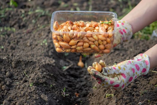 Female farmer's hand sowing onions in organic vegetable garden, close-up of hand sowing seeds in soil. Selective focus