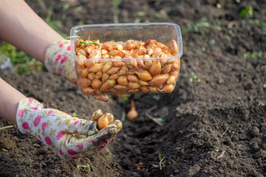 Female farmer's hand sowing onions in organic vegetable garden, close-up of hand sowing seeds in soil. Selective focus