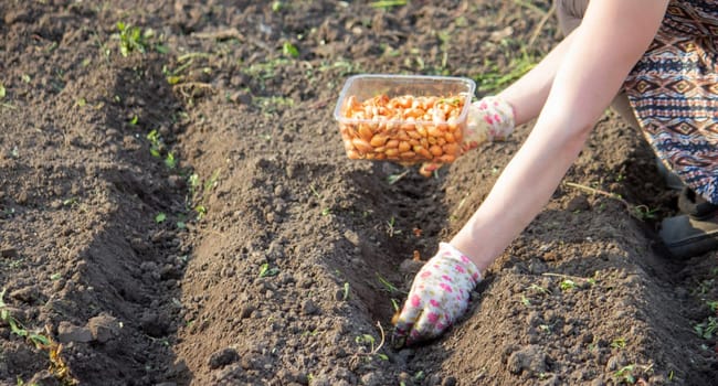 Female farmer's hand sowing onions in organic vegetable garden, close-up of hand sowing seeds in soil. Selective focus