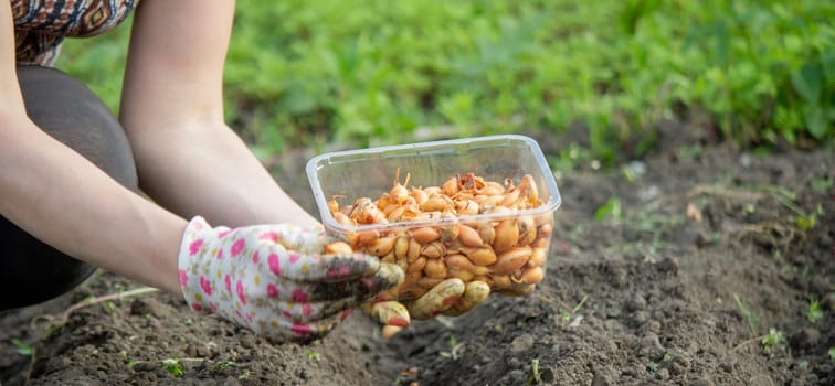 Female farmer's hand sowing onions in organic vegetable garden, close-up of hand sowing seeds in soil. Selective focus