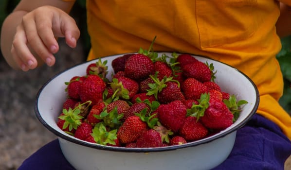 the boy is holding a bowl with freshly picked strawberries. Selective focus