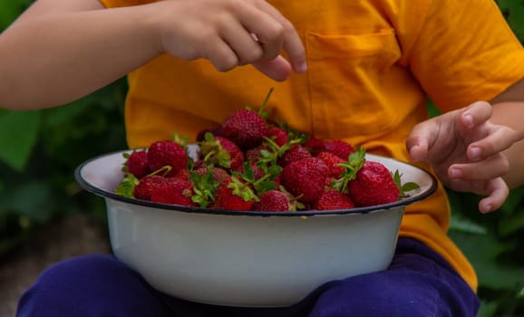 the boy is holding a bowl with freshly picked strawberries. Selective focus