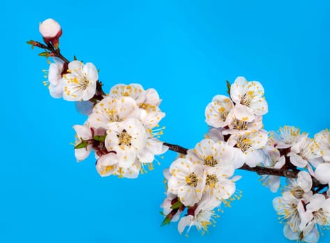 branch of tree blossoming by pink isolated on white background. Pink delicate flowers of cherry, sakura spring state