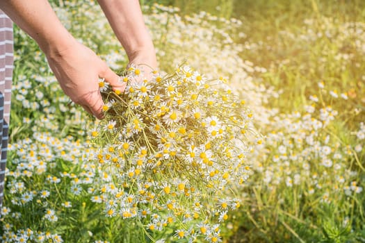 Woman collects medicinal herbs in meadow. Fresh green herbs harvest. Alternative herbal medicine.