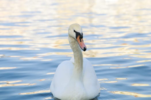 One white swan close-up swimming in the water on a lake. Beautiful water goose.