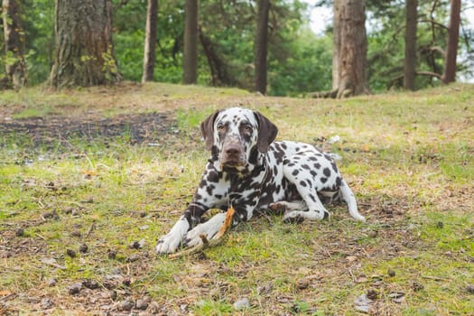 Beautiful Dalmatian, a dog with beautiful black spots in a park in nature in a forest on a green lawn.