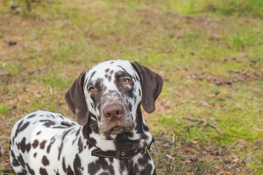 Beautiful Dalmatian, a dog with beautiful black spots in a park in nature in a forest on a green lawn.