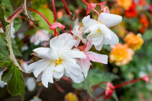 Angel Wing Begonia plant with white flowers and green leaves, close up, macro. Angel wings shaped leaves with silver specks and white flower