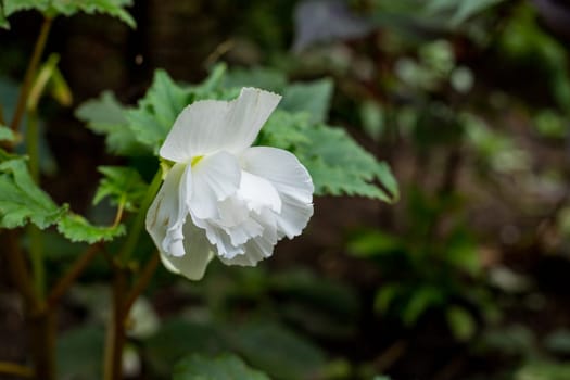 Angel Wing Begonia plant with white flowers and green leaves, close up, macro. Angel wings shaped leaves with silver specks and white flower