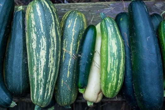 Fresh and shiny zucchinis or courgettes known also as summer squash, a delicious vegetable consumed either raw in salads or cooked