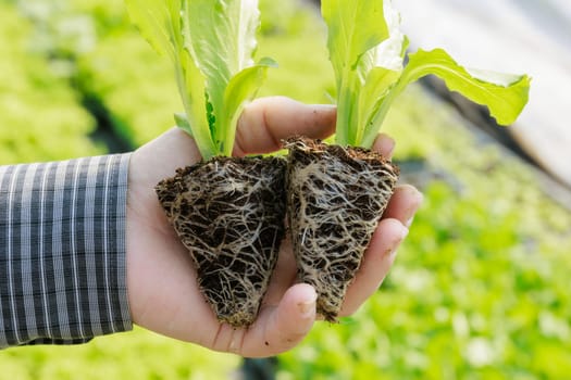 Iceberg lettuce, are grown without use of synthetic pesticides or fertilizers. Organic green vegetables grown in greenhouse .