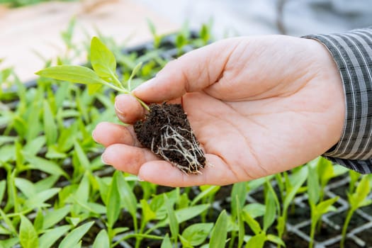 Root system of a healthy seedling is crucial for its growth and nutrient absorption.