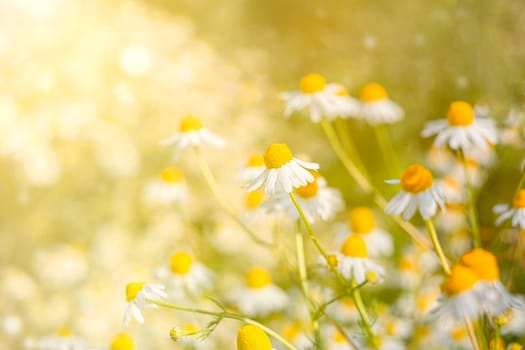 Close up chamomile or daisies in the meadow. Spring or summer blossom blooming. Field flower. Copy space