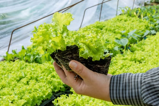 Green seedlings are vibrant and healthy, indicating strong growth potential.