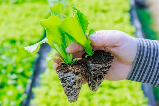 Farmer meticulously tends to seedlings, monitoring their growth and ensuring they receive adequate sunlight and water.