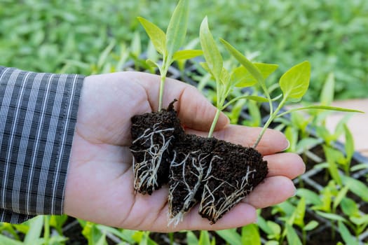 Root system of a healthy seedling is crucial for its growth and nutrient absorption.