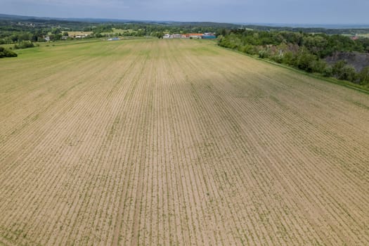 Field is sown with grain, grain grows. A bird's-eye view of the beautiful nature of the sown fields. Agriculture in the countryside.