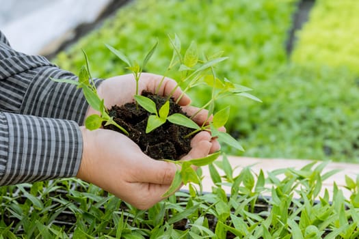 Root system of a healthy seedling is crucial for its growth and nutrient absorption.