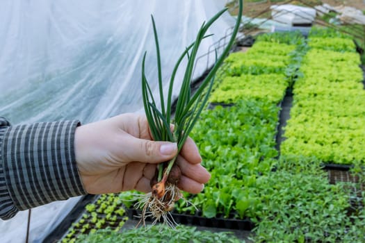 Farmer proudly displays freshly picked green onions against background of seedlings in a greenhouse.