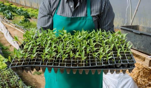 Farmer is holding trays of pepper seedlings, ready to be transplanted into greenhouse. Greenhouse farming of green pepper seedlings.