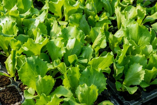 Greenhouse provides an ideal environment for cultivating young green lettuce Iceberg, maintaining optimal temperature and humidity levels.