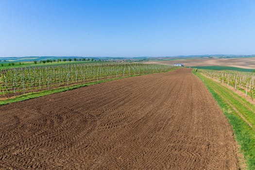 Plantation of grapes created beautiful tapestry of colors in field, enhancing panoramic view vineyards and fields below.