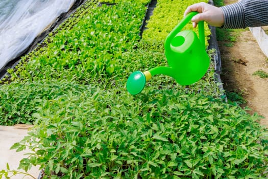 Greenhouse offers a controlled irrigation system to provide the necessary water for the green pepper seedlings.