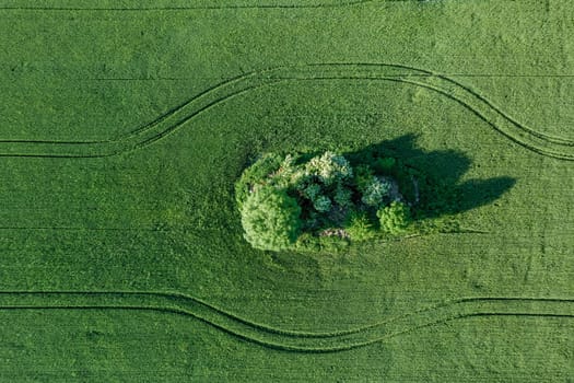 Rural landscape stretches out below, showcasing fields of young green wheat.