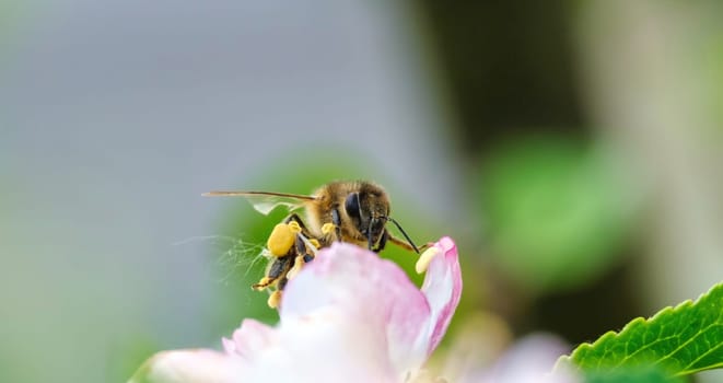 Flying honey bee collecting bee pollen from apple blossom. Bee collecting honey. download photo