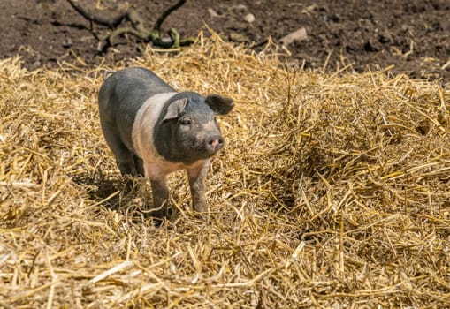 Saddleback piglet standing on straw in its field on an English farm