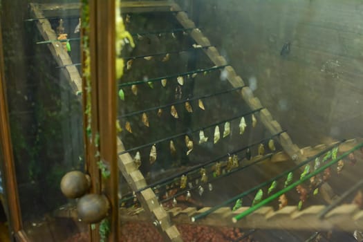 A number of cocoon butterflies hang on display