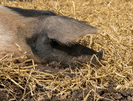 Saddleback pig lying on straw in its field on an English farm