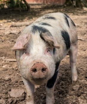 Saddleback pig facing the camera in its sty on an English farm