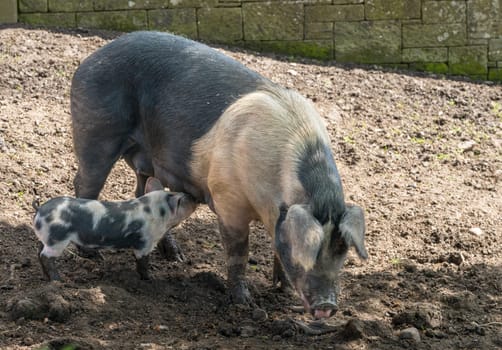 Saddleback sow suckling its young piglet in sty on English farm