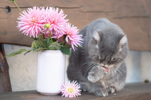 A large gray Scottish cat washes his face with his paw on a bench next to pink dahlias, rural landscape, a calm and peaceful day. High quality photo