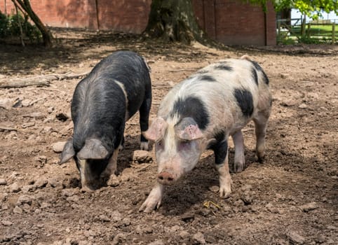 A pair of Saddleback pigs in their sty an English farm