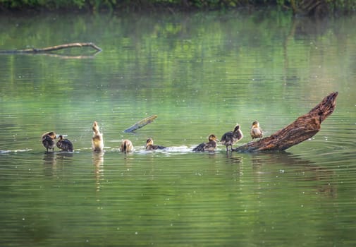 Group of young ducklings on log in lake getting ready for the night and washing