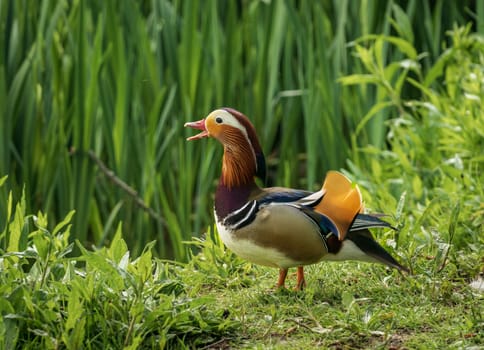 Mandarin duck stands on bank by the Mere in Ellesmere in Shropshire