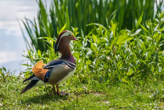 Mandarin duck stands on bank by the Mere in Ellesmere in Shropshire