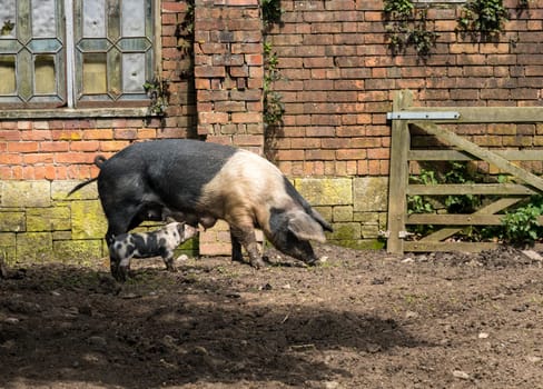 Saddleback sow suckling its young piglet in sty on English farm