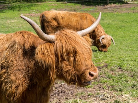 Highland cattle bull chewing grass in field in England