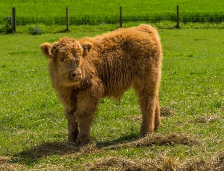 Highland cattle calf looking towards the camera in field in England