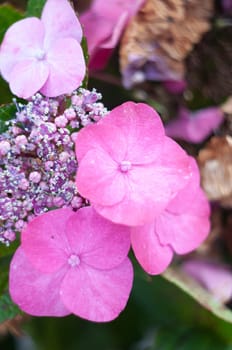 close-up blooming hydrangea, spring, natural floral background, neutral delicate. High quality photo